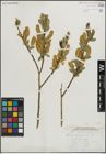 Foto von Salix lucida Muhl.